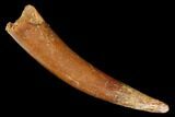 Large, Fossil Pterosaur (Siroccopteryx) Tooth - Morocco #183697-1